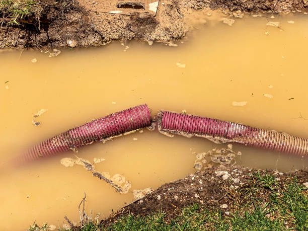 Best Professional water damage repair  in Yazoo City, MS